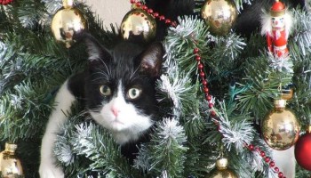 katinkerstboom